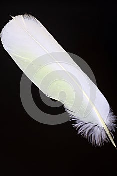Bird's feather of Little Corella