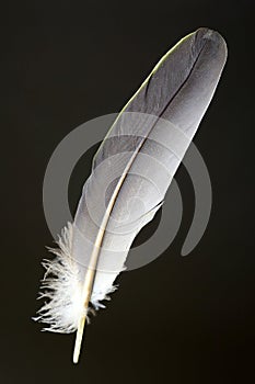 Bird's feather of White-bellied green-pigeon