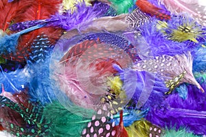 Bird`s feathers