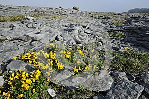 Bird's-foot Trefoil