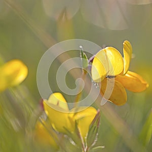 Bird's-foot Trefoil
