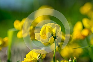 Bird`s-foot trefoil flower photo