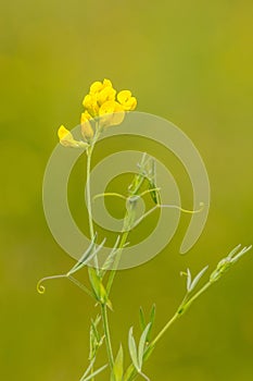 Bird's-foot Trefoil (Lotus corniculatus