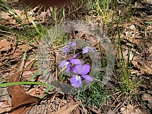 Bird`s foot violet, viola pedata, in western Arkansas