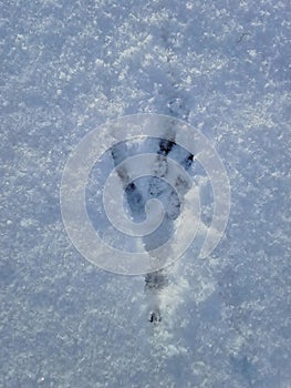 Bird`s Footprint in the Snow