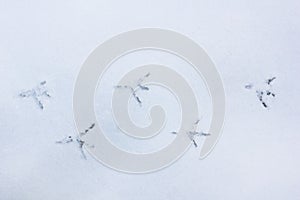 Bird`s footprints in the snow photo