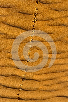 Bird`s footprints on the wavy sand in desert