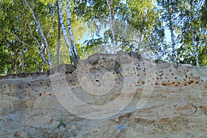 Bird's holes nests in slopes on the bank of the Baltic Sea in Kulikovo, Kaliningrad region