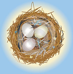 Bird nest with white eggs