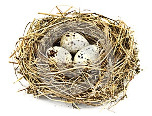 Bird's nest 2