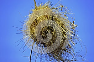 Bird s nest