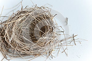 Bird's Nest