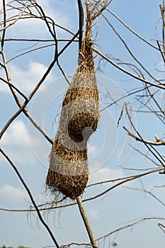 The bird`s nest, abandoned on the old krachap twigs.