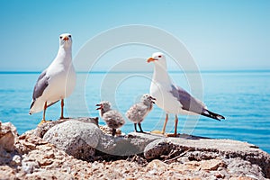 Bird`s Nest on the Atlantic ocean. Unique pictures of wildlife