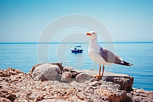 Bird`s Nest on the Atlantic ocean. Unique pictures of wildlife