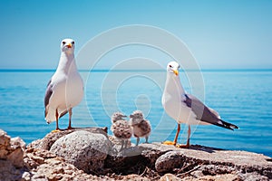 Bird`s Nest on the Atlantic ocean. Unique pictures of wildlife