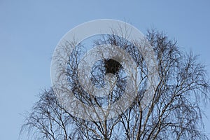 Bird's nest on the bare birch tree