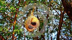 Bird`s nest of Baya weaver, Bird`s nest of Ploceus philippinus on a tree. Beautiful nest on the tree