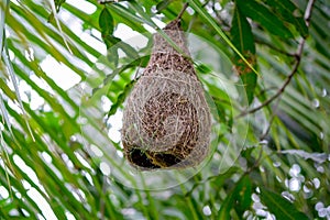 Bird`s nest for bird used as sleeping place