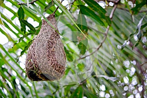 Bird`s nest for bird used as sleeping place