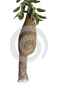 Bird's nest is build by Weaver bird. isolated white background.