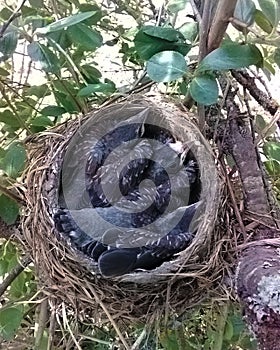 Bird`s nest in the bushes. Thrush nestlings in the nest.