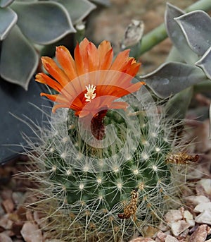 Bird`s Nest Cactus Or Mammillaria Camptotricha In Bloom
