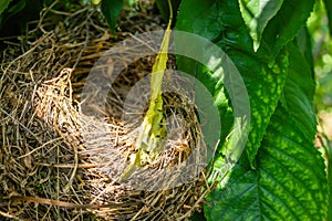 A bird`s nest in the canopy of a cherry tree