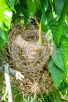 A bird's nest in the canopy of a cherry tree.