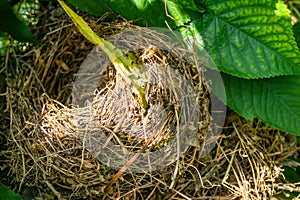 A bird's nest in the canopy of a cherry tree.