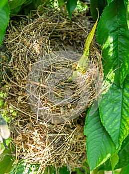 Bird's nest in the canopy of a cherry tree