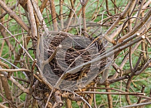 Bird`s nest close up