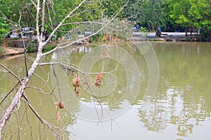 Ã Â¸ÂºBird's nest on dead tree and pond