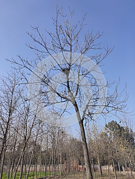 Bird`s nest on a dry tree in autumn season