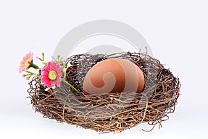 Bird's nest with an egg