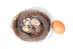 Bird's nest with eggs