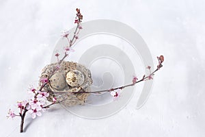 bird\'s nest with eggs and a blossoming sakura branch on a light background. spring Easter background.