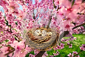 Bird`s nest with eggs in a blossoming tree