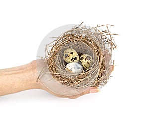 Bird's nest and eggs isolated on white.