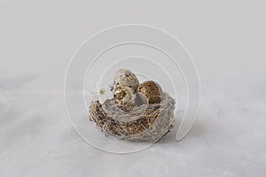 Bird\'s nest with eggs and white cherry blossom on a gray background.