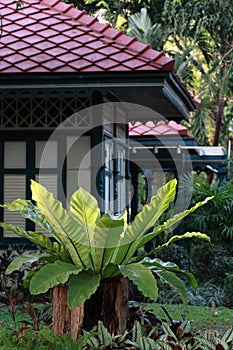 Bird's nest fern