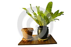 about the BirdÃ¢â¬â¢s nest fern and also put Asplenium nidus L. this is the picture propose white background photo