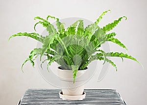 Bird s Nest Fern or Asplenium antiguum in plant pot on table with stripe pattern table cloth on white background