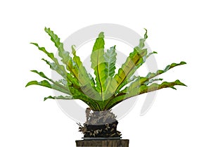 Bird`s nest fern Asplenium nidus on dry wood isolated on white background, File contains a clipping path