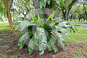 Bird`s Nest fern Asplenium nidus growing in a park in the tropics