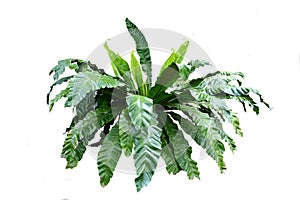 A Bird`s Nest Fern- Asplenium nidus, isolated on white