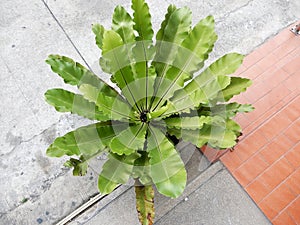 Bird`s nest fern Asplenium nidus