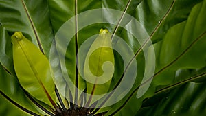 Bird`s Nest fern, Asplenium nidus. Wild Paradise rainforest jungle plant as natural floral background. Abstract texture