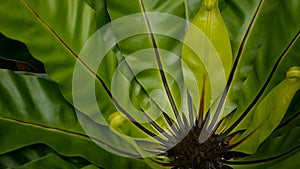Bird`s Nest fern, Asplenium nidus. Wild Paradise rainforest jungle plant as natural floral background. Abstract texture