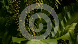 Bird`s Nest fern, Asplenium nidus. Wild Paradise rainforest jungle plant as natural floral background. Abstract texture